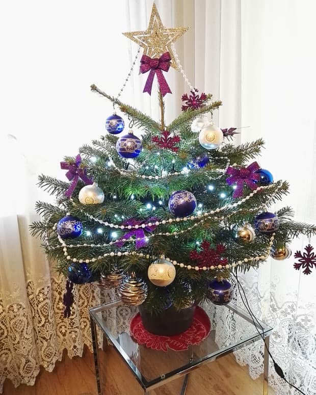 how-to-choose-and-care-for-a-living-christmas-tree