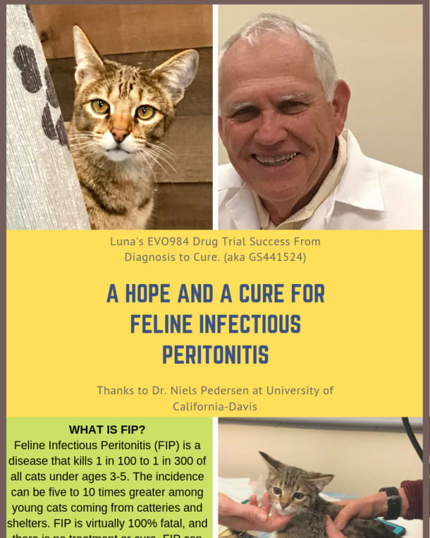 hope-for-feline-infectious-peritonitis-aka-fip-lunas-story