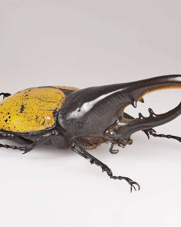 interesting-facts-about-hercules-beetles-genus-dynastes