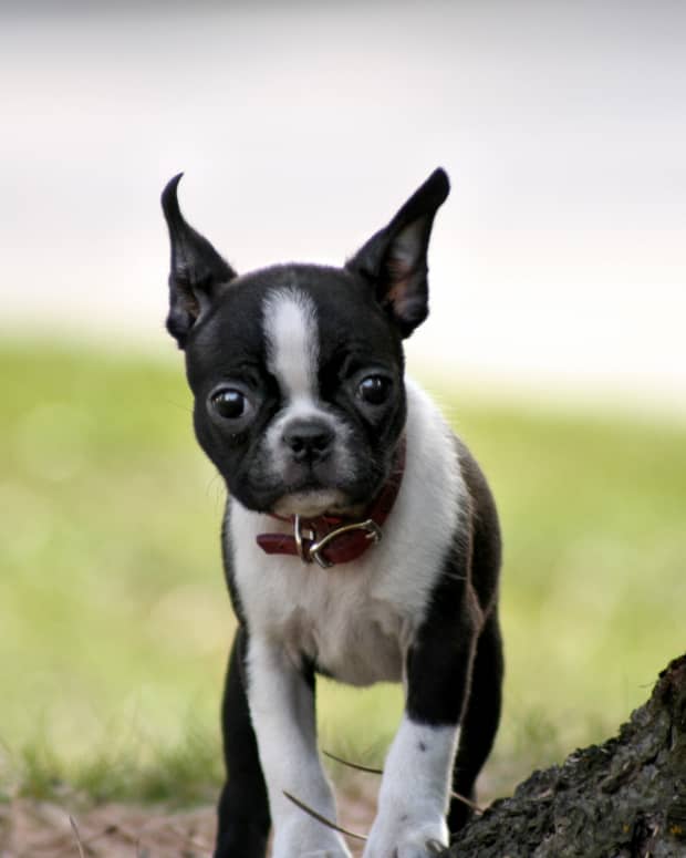 why are boston terriers tails crooked