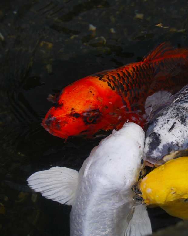 should-i-join-a-koi-club