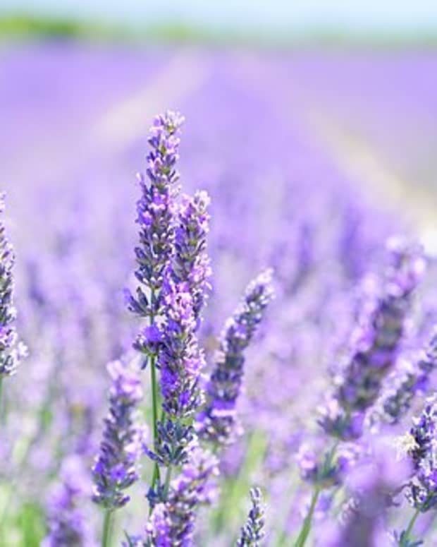the-benefits-and-uses-of-lavender-essential-oil-must-have-oils-1-of-10