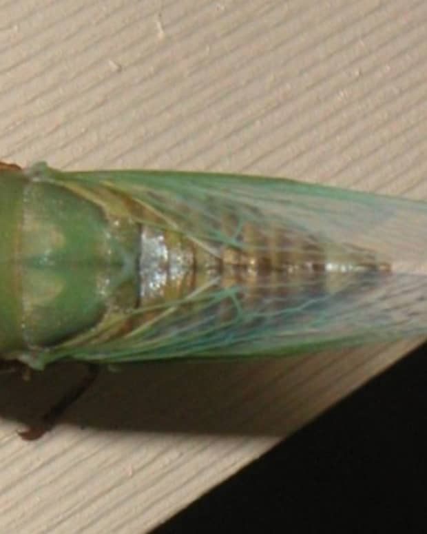 cicada-facts-folklore-and-photos