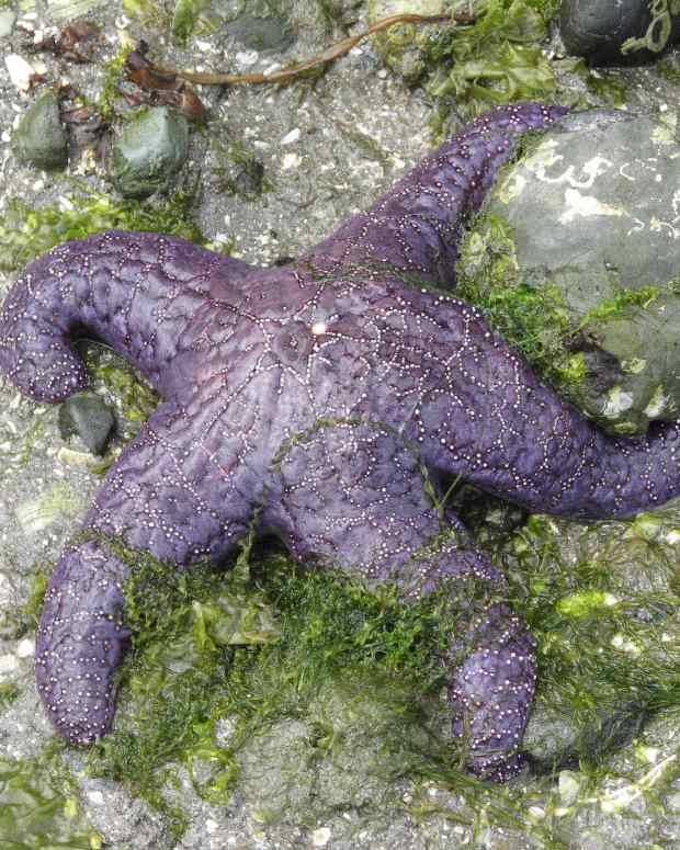 the-ochre-or-purple-sea-star-and-wasting-or-melting-disease