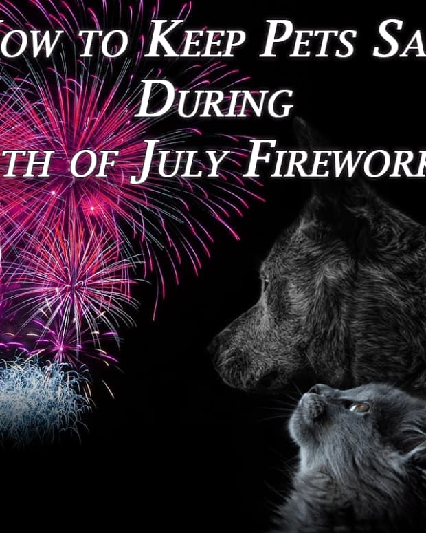 how-to-keep-pets-safe-during-4th-of-july-fireworks
