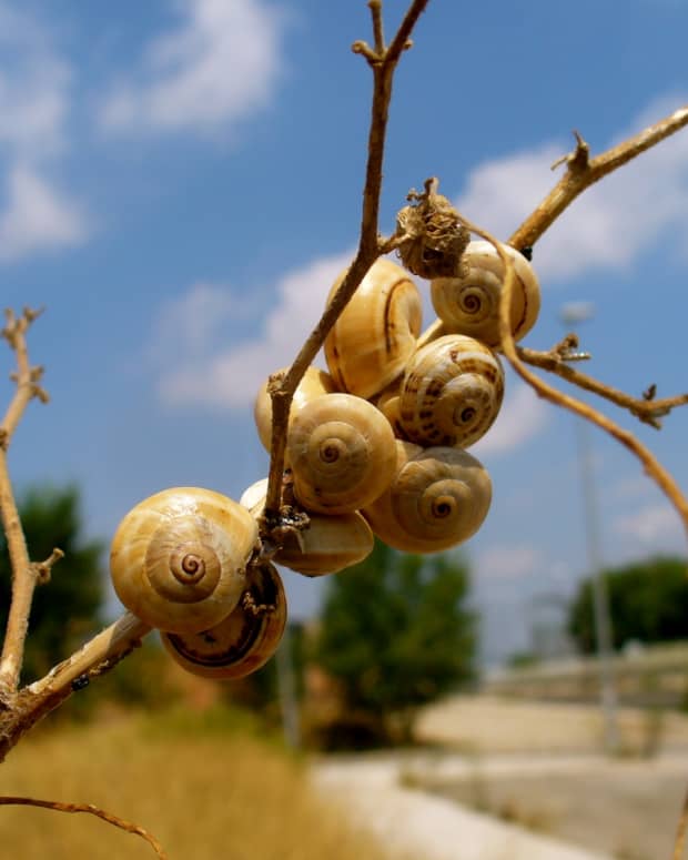 A group of snails on a tree branch.
