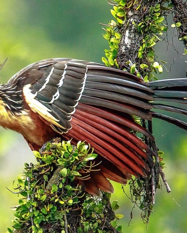 hoatzin-or-stinkbird-facts-that-you-may-not-know