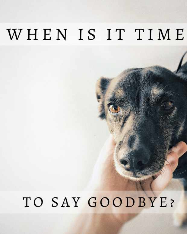 The Stages of Grief When Losing a Dog PetHelpful