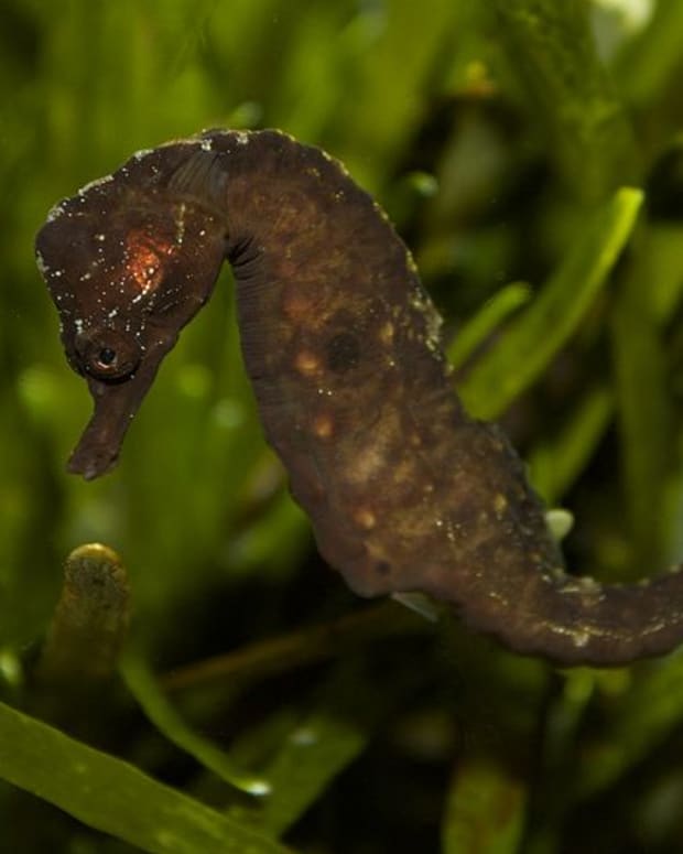 only-in-south-africa-knysna-seahorse