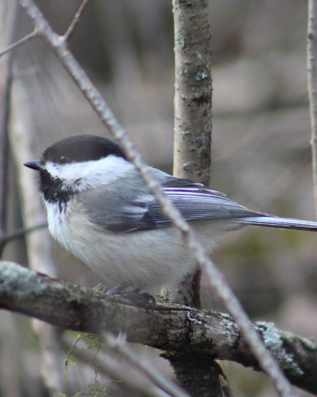 spring-birds-in-kingston-ontario-a-photo-essay