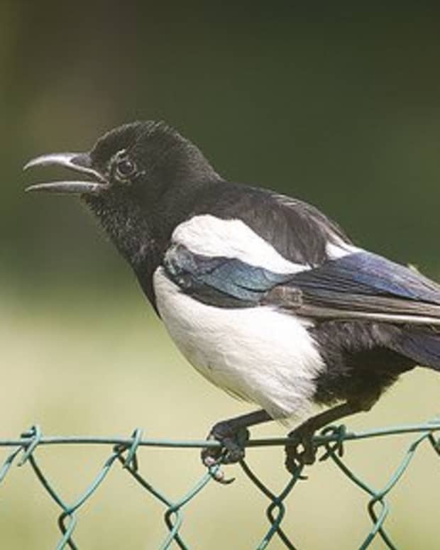 the-folklore-of-magpies