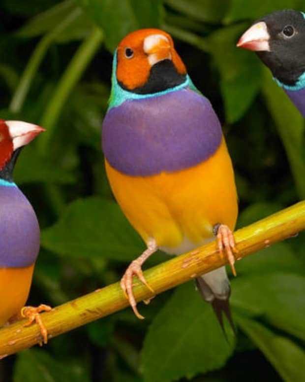 the-gouldian-finch