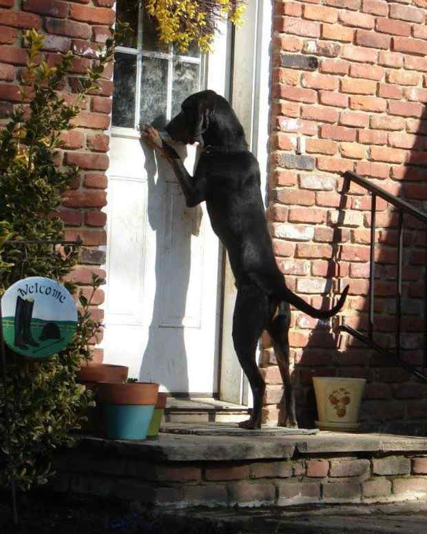 fostering-a-rescue-dog