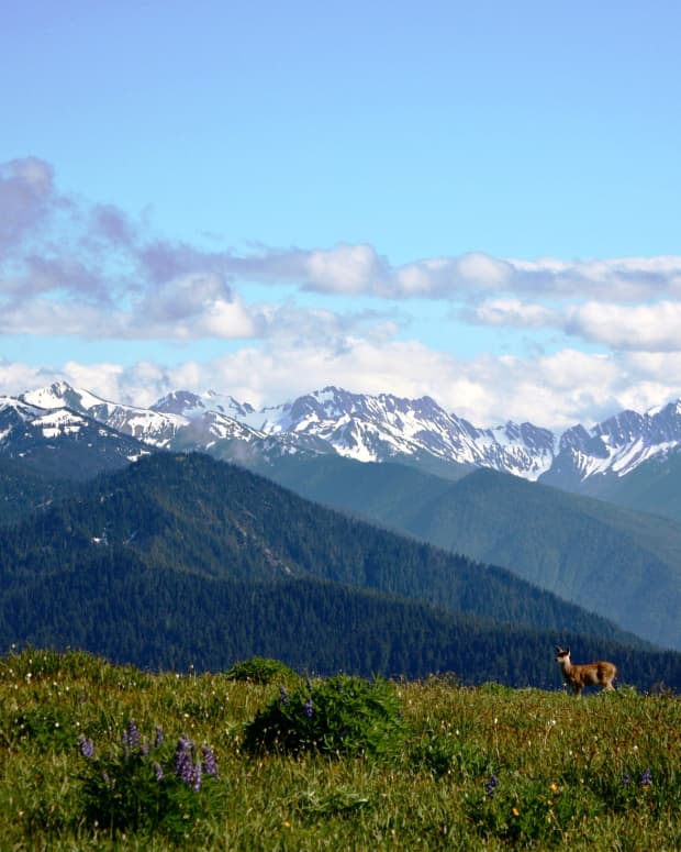 top-10-things-to-do-in-olympic-national-park