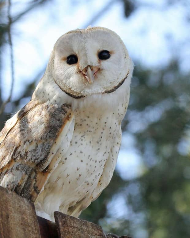 owl-folklore
