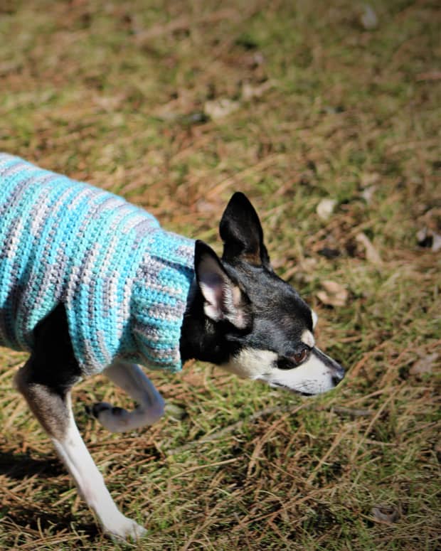 Free Dog Sweater Crochet Pattern: Fairy Dust Sweater - FeltMagnet