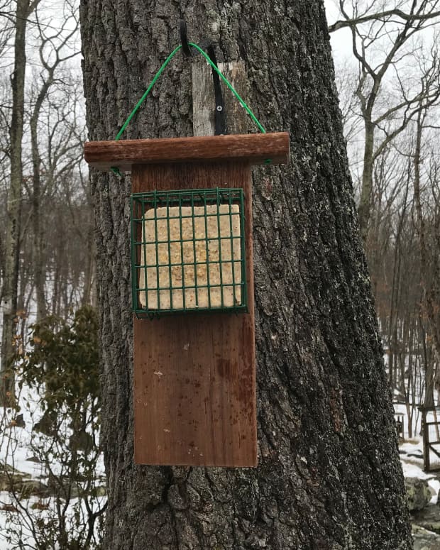 how-to-make-a-suet-cake-bird-feeder-with-a-tail-prop-for-woodpeckers