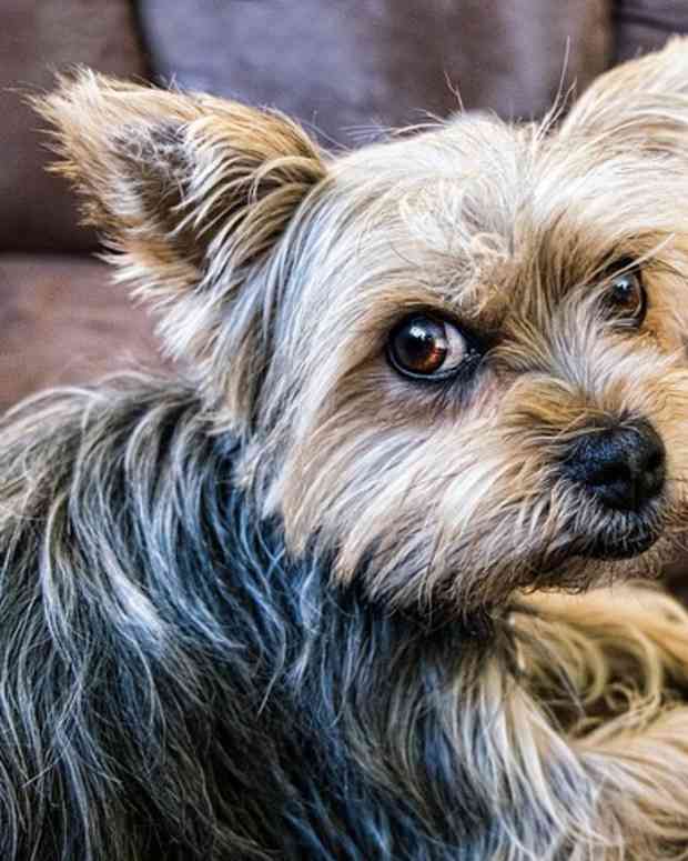 Why Is My Dog Growling When I Pick It Up? PetHelpful