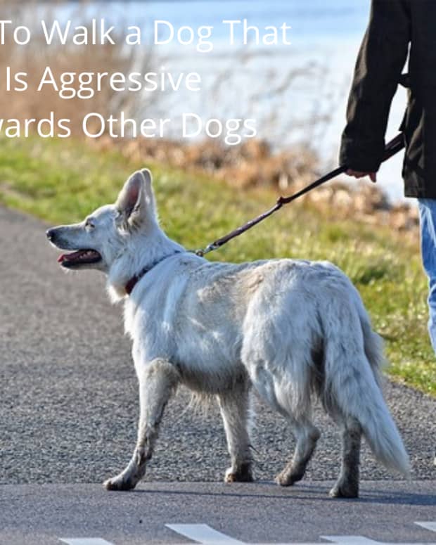 how-to-walk-a-dog-who-is-aggressive-towards-other-dogs