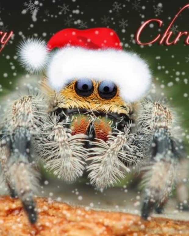 christmas-spiders