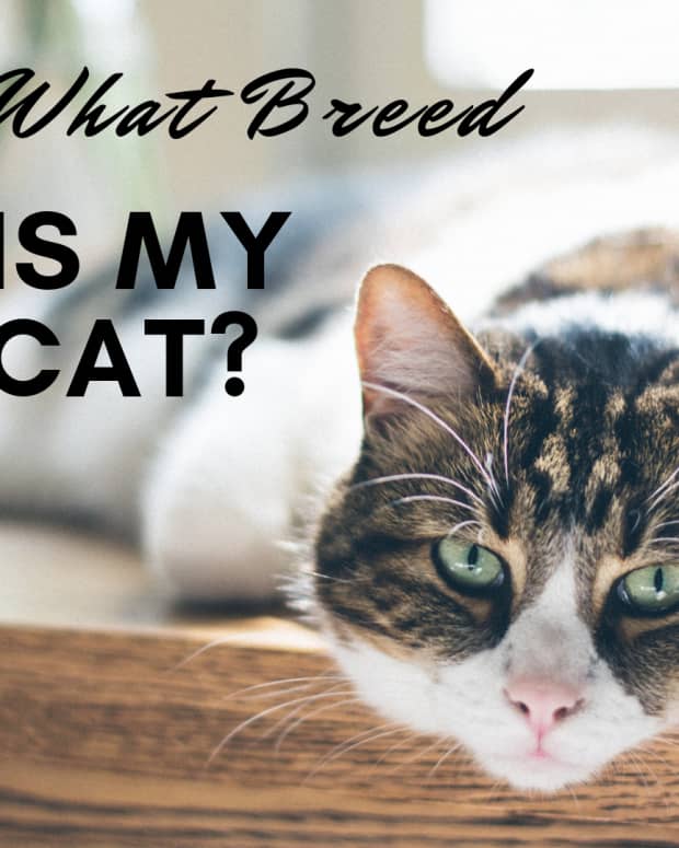 how-to-determine-your-cats-breedsmixed-breeds-to-purebreds