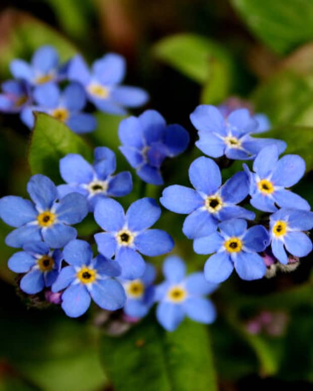 forget-me-never