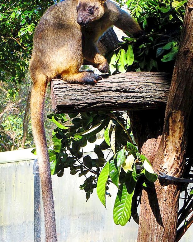 lumholtzs-tree-kangaroo-facts-that-you-may-not-know