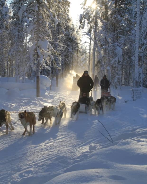 lapland-adventures-husky-sledding-in-the-forest
