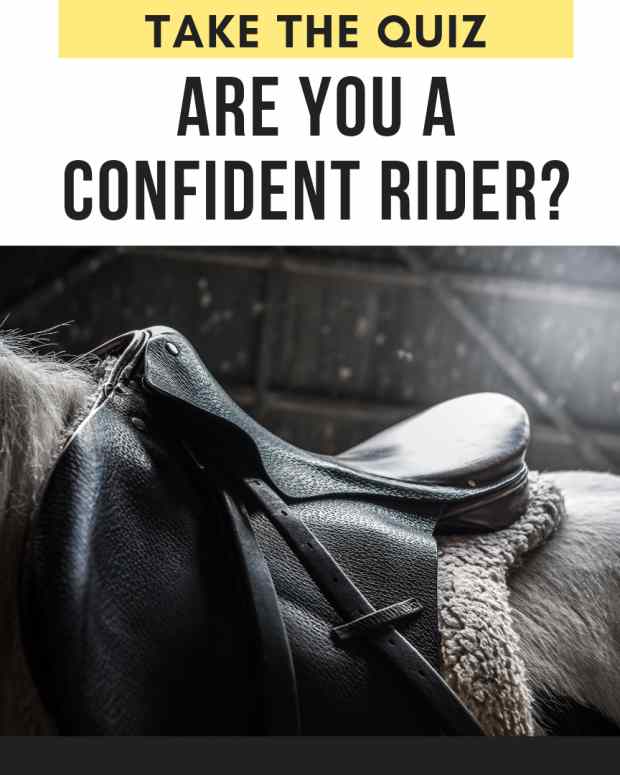 How to Dry up a Dog’s Milk and Help Mom Stop Producing PetHelpful