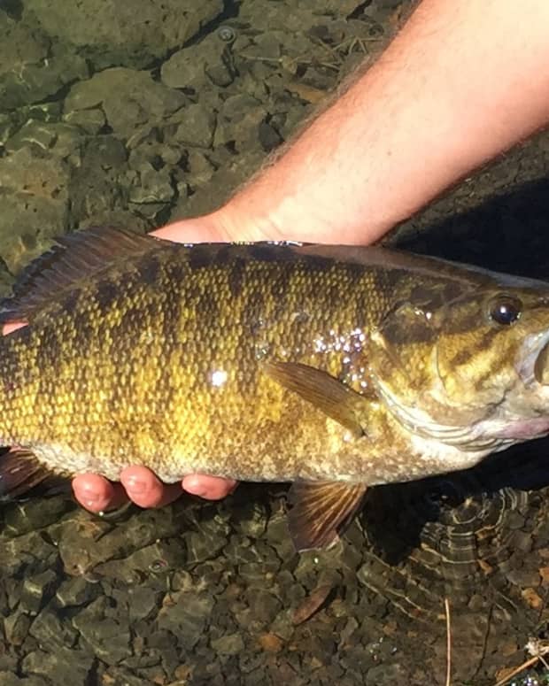 smallmouth-fly-fishing-on-the-grande-ronde-river