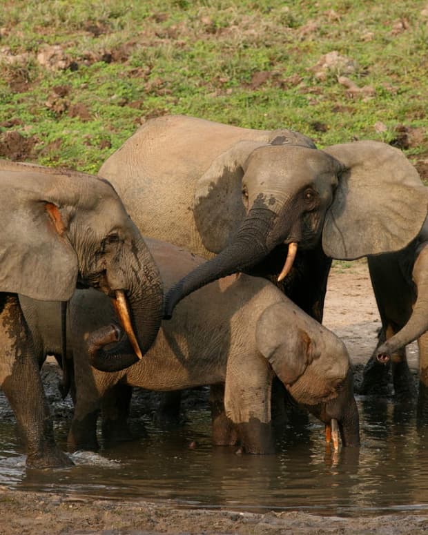 森林 - 大象 - 其重要的环境
