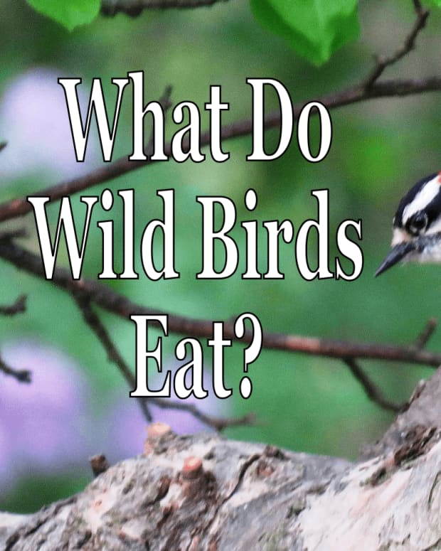 what-do-wild-birds-eat-in-the-summer-and-winter