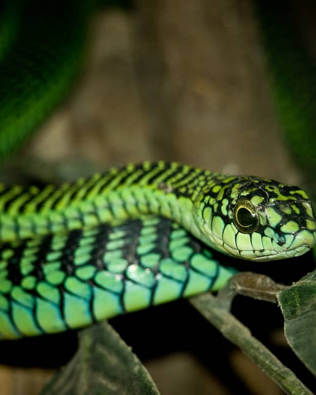 the-highly-venomous-boomslang-a-brief-analysis