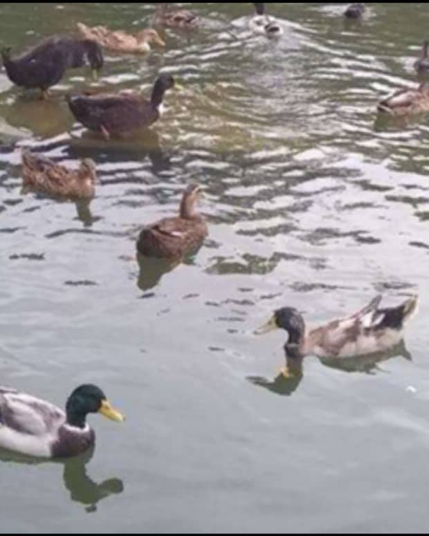 duck-tales-at-the-pond