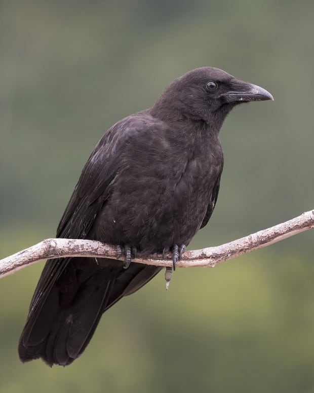 the-northwestern-crow-and-a-semi-tame-bird-named-canuck