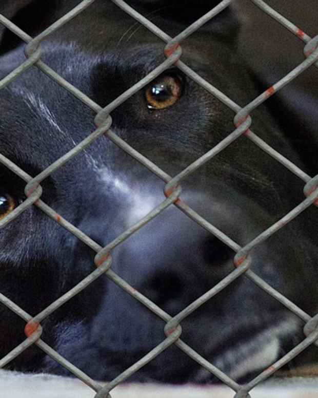 from-shelter-to-sofa-helping-your-rescue-dog-transition