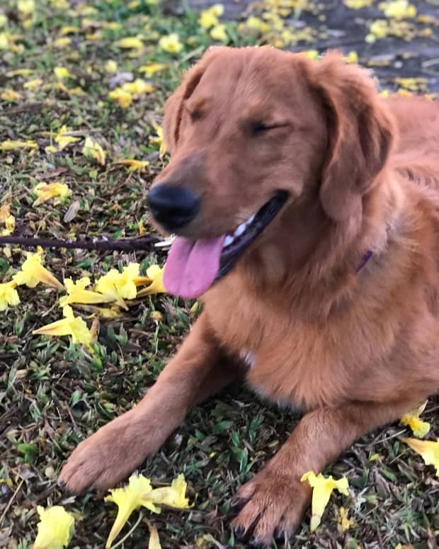 raising-a-golden-one-year-of-bliss