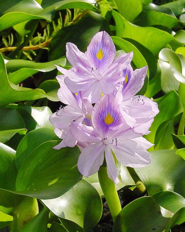 the-beautiful-water-hyacinth-an-invasive-plant-and-a-biofuel