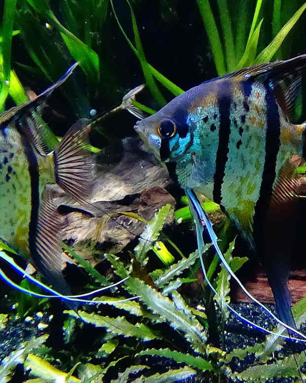 Brightly Colored Tropical Freshwater Fish Crossword Clue