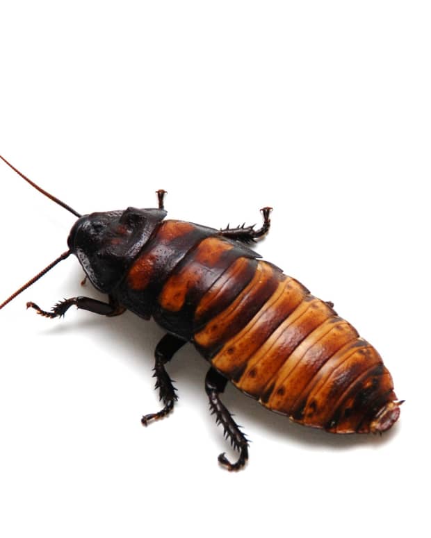 just-one-word-of-praise-for-the-cockroach