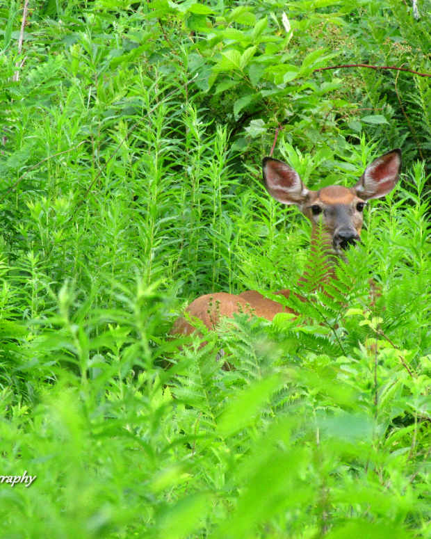 Best Budget Lens for Wildlife Photography
