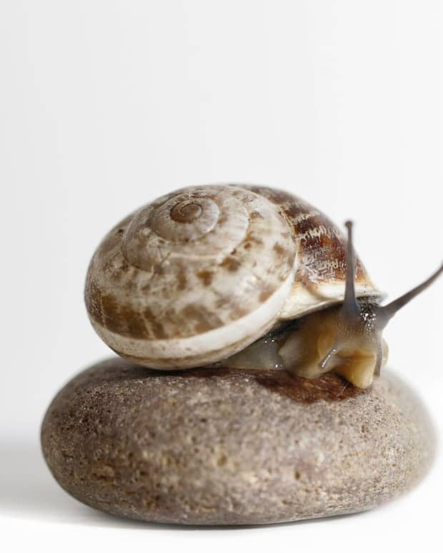 showing-pity-for-the-snail