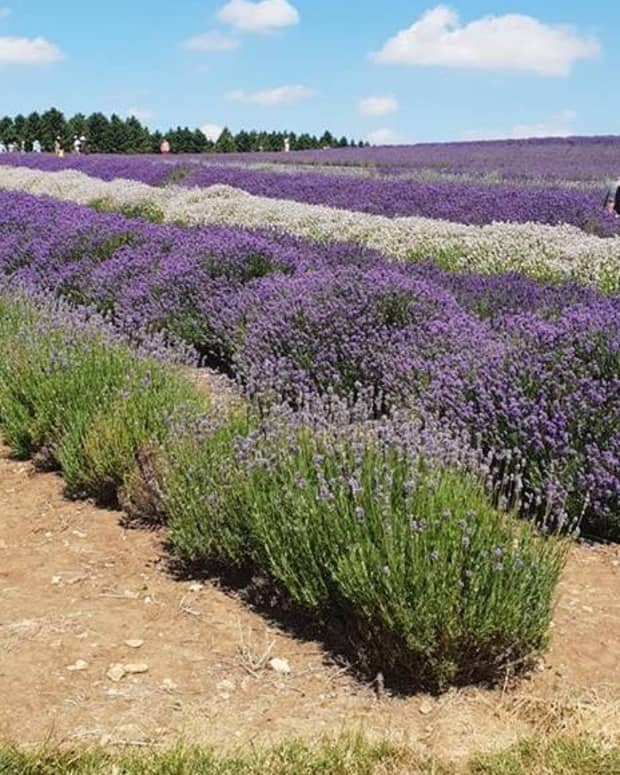 lavender-english-cotswolds