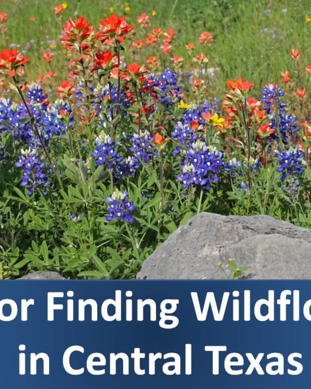 tips-for-taking-bluebonnet-wildflower-drives-near-san-antonio-and-austin-texas