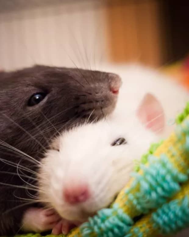 why-rats-will-always-be-by-your-side