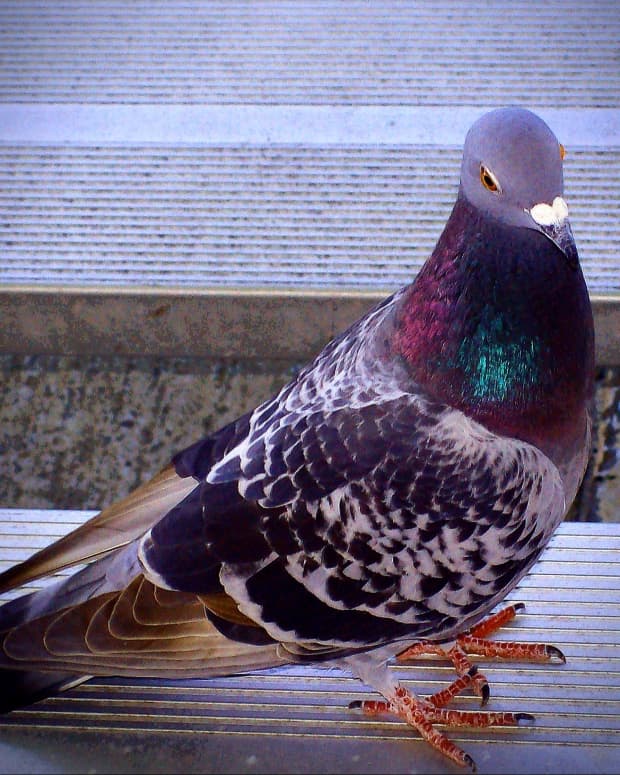 the-pigeon