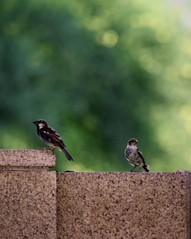 house-sparrow-on-the-wall
