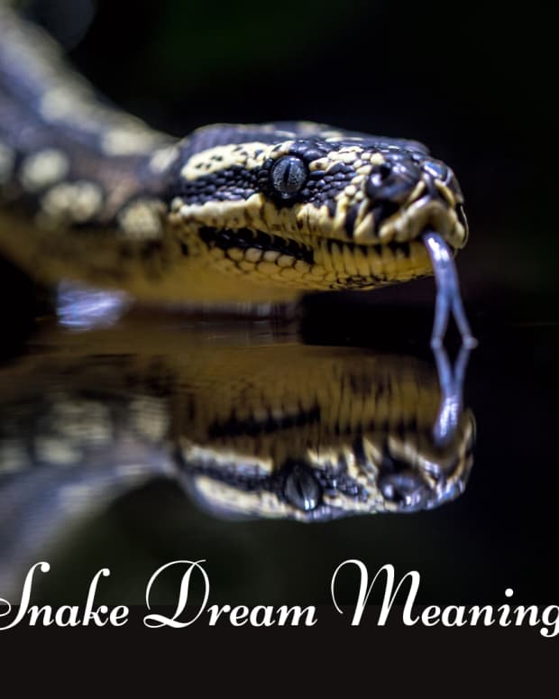 free download snake in dream meaning