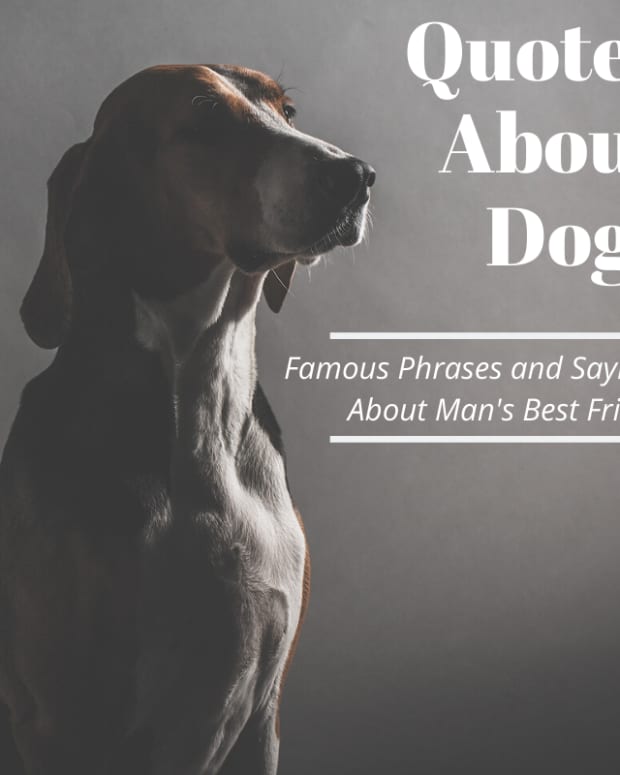 dog-quotations-inspired-by-canine-companions