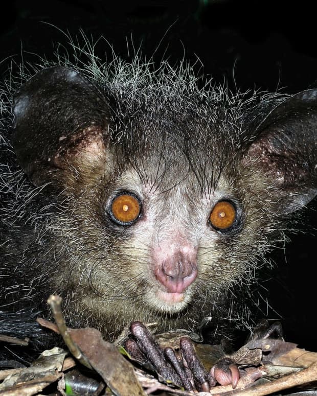 the-strange-aye-aye-lemur-of-madagascar-and-its-pseudothumb